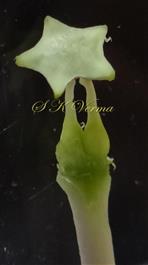  Pistil